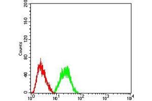 Flow cytometric analysis of HeLa cells using CBX2 mouse mAb (green) and negative control (red).