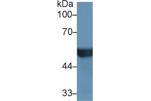 Western Blot; Sample: Mouse Liver lysate; Primary Ab: 1µg/ml Rabbit Anti-Human CYP2D6 Antibody Second Ab: 0.
