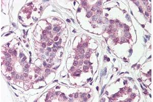 Anti-HOXC10 antibody IHC staining of human breast. (HOXC10 anticorps  (N-Term))