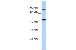 Western Blotting (WB) image for anti-Protein Phosphatase Methylesterase 1 (PPME1) antibody (ABIN2459983) (PPME1 anticorps)