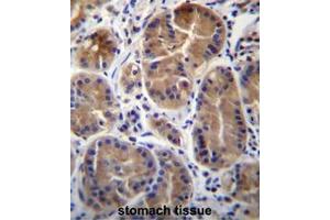 SYPL1 Antibody (N-term) immunohistochemistry analysis in formalin fixed and paraffin embedded human stomach tissue followed by peroxidase conjugation of the secondary antibody and DAB staining. (SYPL1 anticorps  (N-Term))