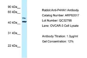 Western Blotting (WB) image for anti-Prolyl 4-Hydroxylase, alpha Polypeptide I (P4HA1) (Middle Region) antibody (ABIN971346) (P4HA1 anticorps  (Middle Region))