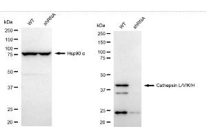 Western blotting analysis using Cathepsin L/V/K/H antibody (ABIN7797941). (Recombinant Cathepsin LVKH anticorps)