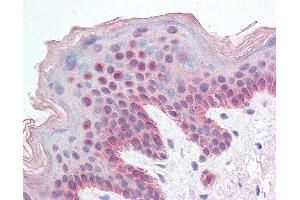 Anti-KDM2B antibody IHC of human skin. (KDM2B anticorps  (AA 1314-1326))