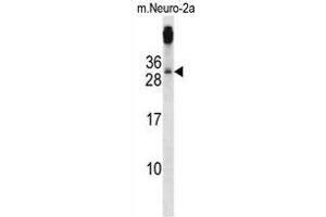 TGIF2 Antibody (C-term) western blot analysis in mouse Neuro-2a cell line lysates (35 µg/lane). (TGIF2 anticorps  (C-Term))