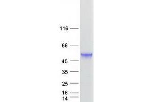 Validation with Western Blot