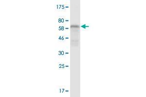 Western Blot detection against Immunogen (57. (RCN2 anticorps  (AA 24-317))