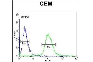 UTY Antibody (C-term) (ABIN653016 and ABIN2842639) flow cytometric analysis of CEM cells (right histogram) compared to a negative control cell (left histogram). (UTY anticorps  (C-Term))