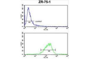COX6A1 Antibody (Center) FC analysis of ZR-75-1 cells (bottom histogram) compared to a negative control cell (top histogram). (Complex IV Subunit VIaL (AA 57-86), (Middle Region) anticorps)