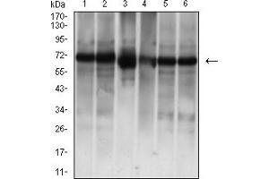 Western blot analysis using ALB mouse mAb against COS-7 (1), HepG2 (2),serum (3),Liver (4),BEL-7402 (5), and HL7702 (6) cell lysate.