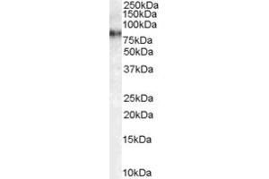 ABIN185640 (1 ug/ml) staining of HeLa cell lysate (35 ug protein in RIPA buffer).