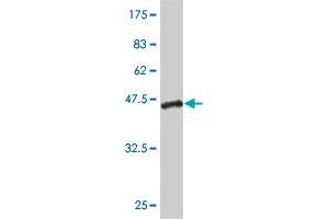 Western Blot detection against Immunogen (42.