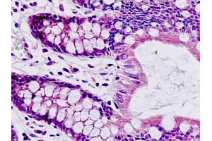 Anti-SAR1A / SAR1 antibody IHC staining of human small intestine.