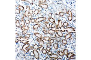 Anti-TRAM1 antibody, IHC(P) IHC(P): Rat Kidney Tissue (TRAM1 anticorps  (C-Term))