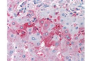 Anti-DUSP26 antibody IHC of human liver. (DUSP26 anticorps  (Internal Region))