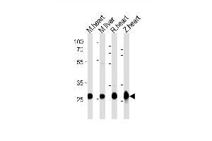 Western blot analysis of lysates from mouse heart, mouse liver, rat heart, zebra fish heart tissue lysate (from left to right), using (DANRE) sdhb Antibody Azb18722a.