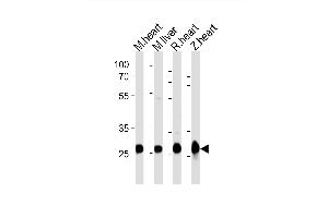 Western blot analysis of lysates from mouse heart, mouse liver, rat heart, zebra fish heart tissue lysate (from left to right), using (DANRE) sdhb Antibody Azb18722a. (SDHB anticorps  (AA 147-182))