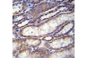 FOXA2 antibody immunohistochemistry analysis in formalin fixed and paraffin embedded human kidney tissue.