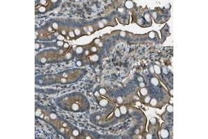 Immunohistochemical staining of human duodenum with LRRC66 polyclonal antibody  shows moderate cytoplasmic and membranous positivity in glandular cells at 1:20-1:50 dilution. (LRRC66 anticorps)
