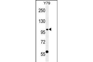 Western blot analysis in Y79 cell line lysates (35ug/lane). (PHF20 anticorps  (N-Term))