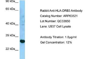 Western Blotting (WB) image for anti-Major Histocompatibility Complex, Class II, DR beta 3 (HLA-DRB3) (C-Term) antibody (ABIN2789532) (HLA-DRB3 anticorps  (C-Term))