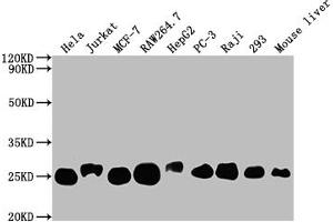 Western Blot Positive WB detected in: Hela whole cell lysate, Jurkat whole cell lysate, MCF-7 whole cell lysate, RAW264. (Recombinant TPT1 anticorps)