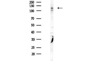 anti-Pecanex-Like 4 (PCNXL4) antibody