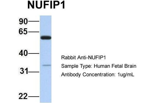 NUFIP1 Antikörper  (N-Term)