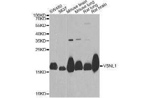 Western blot analysis of extracts of various cell lines, using VSNL1 Antibody. (VSNL1 anticorps  (AA 1-191))