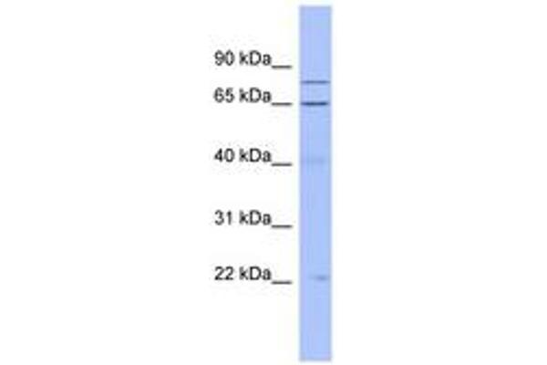 ZNF431 Antikörper  (C-Term)