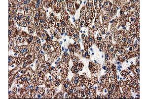 Image no. 1 for anti-Aminoacylase 3 (ACY3) antibody (ABIN1496463) (Aminoacylase 3 anticorps)