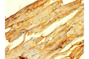 Immunohistochemistry of paraffin-embedded human skeletal muscle tissue using ABIN7164505 at dilution of 1:100