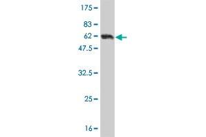 Western Blot detection against Immunogen (62.