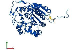 AlphaFold protein structure predicition of Human Recombinant ARG1 Protein, UniprotID P05089