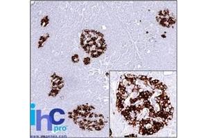 Formalin-fixed, paraffin-embedded human Pancreas stained with Insulin Monoclonal Antibody (SPM531). (Insulin anticorps)