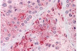 Anti-RIF1 antibody IHC staining of human testis. (RIF1 anticorps  (AA 2076-2089))