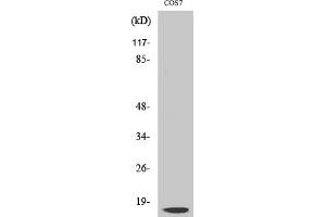Western Blot analysis of various cells using Cleaved-Cathepsin D LC (G65) Polyclonal Antibody.
