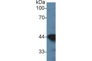 Detection of ACTC1 in Mouse Heart lysate using Monoclonal Antibody to Actin Alpha 1, Cardiac Muscle (ACTC1)
