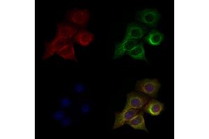 ABIN6263465 and ABIN6279559 staining Hela cells by IF/ICC. (MYH3 anticorps  (C-Term))