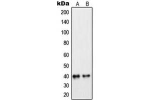Western blot analysis of PEX7 expression in MCF7 (A), Raw264.