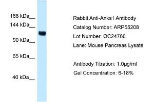 Western Blotting (WB) image for anti-Ankyrin Repeat and Sterile alpha Motif Domain Containing 1A (ANKS1A) (C-Term) antibody (ABIN2786097) (ANKS1A anticorps  (C-Term))