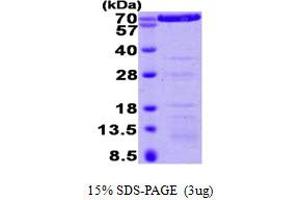 SDS-PAGE (SDS) image for Annexin A6 (ANXA6) (AA 1-673) protein (His tag) (ABIN667759) (ANXA6 Protein (AA 1-673) (His tag))