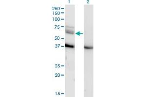 Western Blotting (WB) image for anti-Mitogen-Activated Protein Kinase Kinase Kinase 7 (MAP3K7) (AA 471-580) antibody (ABIN961451) (MAP3K7 anticorps  (AA 471-580))