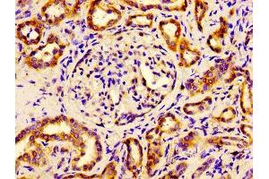 Immunohistochemistry of paraffin-embedded human kidney tissue using ABIN7152106 at dilution of 1:100 (EIF4A2 anticorps  (AA 1-407))
