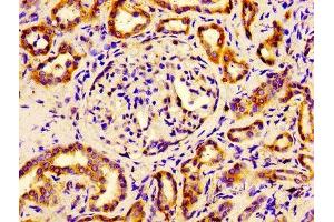 Immunohistochemistry of paraffin-embedded human kidney tissue using ABIN7152106 at dilution of 1:100
