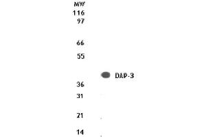 DAP-3 mAb tested by Western blot. (DAP3 anticorps  (AA 51-66))