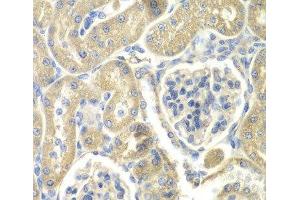 Immunohistochemistry of paraffin-embedded Rat kidney using OAZ1 Polyclonal Antibody at dilution of 1:100 (40x lens). (OAZ1 anticorps)