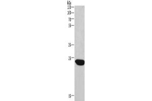 Western Blotting (WB) image for anti-Charged Multivesicular Body Protein 1A (CHMP1A) antibody (ABIN2429777) (CHMP1A anticorps)