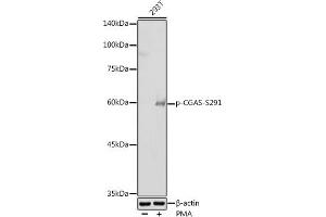 Western blot analysis of extracts of 293T cells, using Phospho-CGAS-S291 antibody (ABIN7266386) at 1:500 dilution. (C6orf150 anticorps  (pSer291))