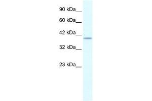 PHKG2 antibody used at 0.